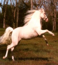 klick to zoom: Classic-Pony, Deutsches, Pony, Deutsches Classic-, Copyright: IG Deutsches Classic Pony