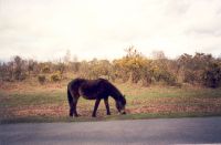 klick to zoom: New Forest Pony, Copyright: juvomi.de