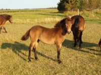 klick to zoom: Exmoor-Pony, Copyright: Holmes