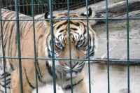 klick to zoom: Sumatra-Tiger, Panthera tigris sumatrae, Copyright: juvomi.de