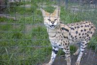 klick to zoom: Serval, Leptailurus serval, Copyright: juvomi.de