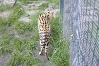 klick to zoom: Serval, Leptailurus serval, Copyright: juvomi.de