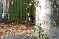 klick to zoom: Afrikanischer Wildhund, Lycaon pictus, Copyright: juvomi.de