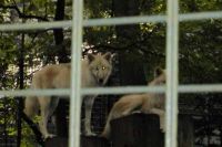 klick to zoom: Polarwolf, Canis lupus hudsonicus, Copyright: juvomi.de