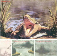 klick to zoom: TF55074, Alligator +++ Alligatoridae, Copyright 2002: juvomi.de