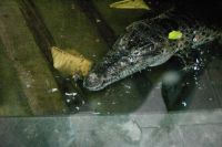 klick to zoom: Neu Guinea-Krokodil, Crocodylus novaeguineae, Copyright: juvomi.de