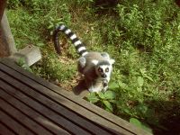 klick to zoom: Katta, Lemur catta, Copyright: juvomi.de